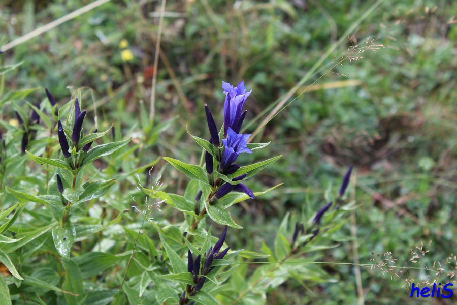 Gentiana asclepiadea